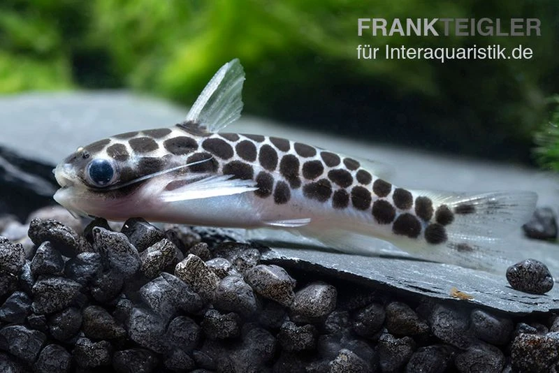 Zwergtrugdornwels, Centromochlus Perugiae 4 Zwergtrugdornwels, Centromochlus Perugiae - Image 2