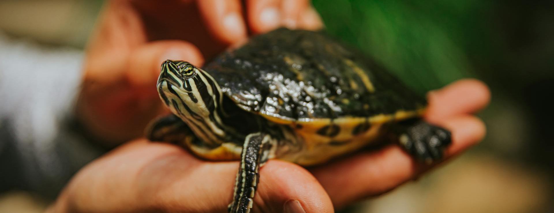 Pet Supply Store -Pet Supply Store pexels patricia beliga 510305382 17772831