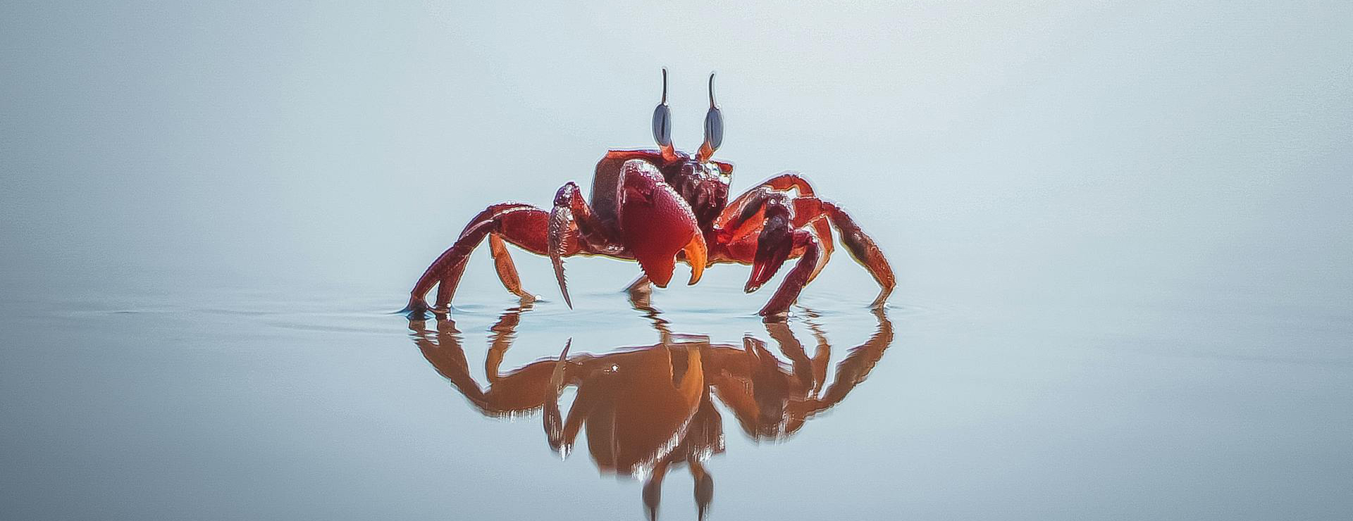 Pet Supply Store -Pet Supply Store pexels rompalliharish 2235924