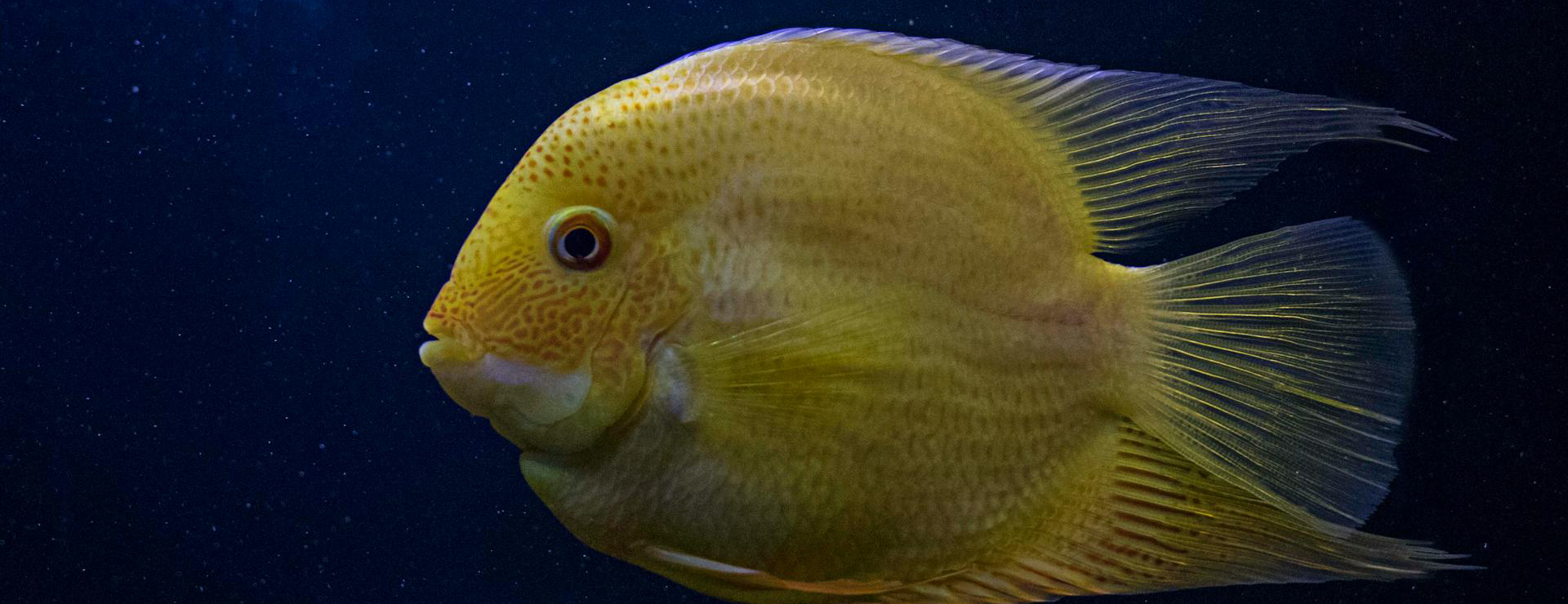 Pet Supply Store -Pet Supply Store pexels samarth 1145274