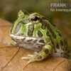 Pacman-Frog, Schmuckhornfrosch, Ceratophrys Cranwelli 1 Pacman-Frog, Schmuckhornfrosch, Ceratophrys Cranwelli -Pet Supply Store schmuckhornfrosch pacman frog